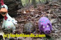 /home//u458753944/public_html/sourcegallery//Chickens/Valley Forge/IMAG0085.jpg